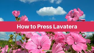 Pressing Lavatera [upl. by Aleicarg]