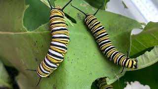 How A Monarch Caterpillar Becomes A Butterfly [upl. by Adnorrehs]