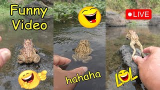 Funny catching frogs for fun  funny catch frogs  funny animal video live 🐸 part 4 [upl. by Gnol]