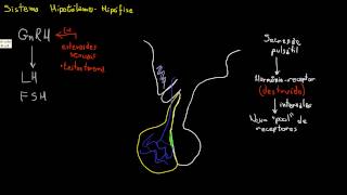 Secreção e regulação de GnRH FSH e LH [upl. by Aleakcim]