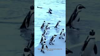 Penguin Dash 30 Secs of Antarctic Antics information animals [upl. by Klotz]