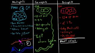 Immunology  Granulocytes Function Neutrophils Basophils Eosinophils [upl. by Bethany]