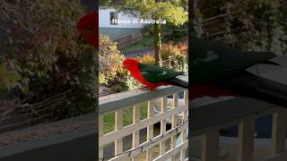 Hanya di Australia Burung Beo Liar serasa burung peliharaan  Australia King Parrot 🦜🦜🦜🦜🦜 [upl. by Eugatnom]