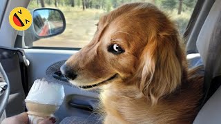 New Funny Animals 😂 Funniest Cats and Dogs Videos 😺🐶 [upl. by Favien]