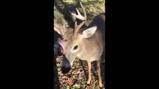 Un cerf cherche des caresses auprès dun chasseur [upl. by Keyser]