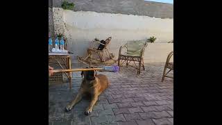 ماستيف هب مصر  Mastiff Hub Egypt  Boerboel [upl. by Durst131]