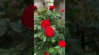 Super red roses  my favourite rose flowers  rose flowers tree 289 [upl. by Bores]