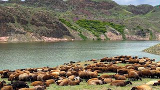 TÜRKİYE’NİN EN GÜZEL DOĞAL ALANLARINDAN BİRİNDE YAYILAN KOYUNLAR KARS SARIKAMIŞ [upl. by Eneja]