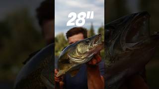 28quot Walleye walleye fishing river [upl. by Yaeger696]