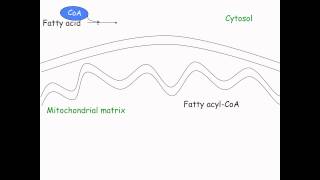 formation of acetyl CoA [upl. by Sarad]