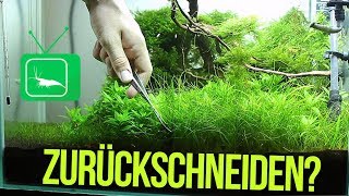 HOW TO ELEOCHARIS Graspflanzen SCHNEIDEN Tutorial  GarnelenTv [upl. by Gaidano]