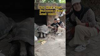 Kura kura jumbo sulcata faunaland kurakura fypシ゚ ytshorts animals cepbigichannel [upl. by Nylodnarb577]