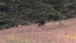 Momma Black Bear And Cubs In Oat Field [upl. by Ode177]