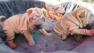 we are awake  sharpei puppies now 55 weeks old [upl. by Hildagard]