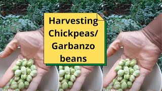 Harvesting ChickpeasGarbanzo Beans [upl. by Oirad]