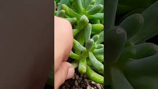 Succulent propagation Succulent plant succulents plants cactus propagation homegarden [upl. by Nickolai]