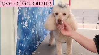 Grooming a Miniature Poodle [upl. by Ynamreg]