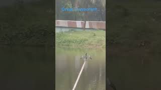 Great Cormorant bird is in amazing mode [upl. by Namrej]