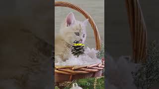 Why cats knead purr and bring you quotgiftsquot facts animals cuteanimal cutecat interesting [upl. by Eibrad]