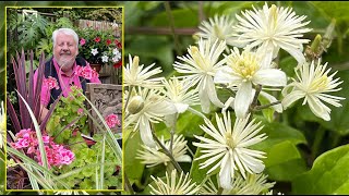 CLÉMATITES SAUVAGES  BEAUTÉS PARFUMÉES EXUBÉRANTES ET ENVAHISSANTES Le Quotidien du Jardin N°234 [upl. by Smada]