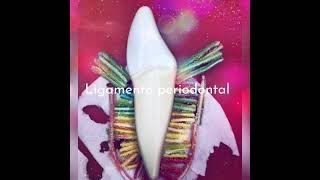 Ligamento periodontal [upl. by Buford325]