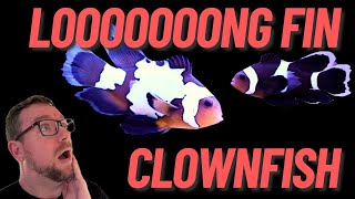 Loooong Fin Clownfish [upl. by Dobbins847]