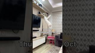 Rani 🐈 Thak Gayi Aaj 😡 ashortaday cat tranding petlover minivloging viralshort priyesh0770 [upl. by Barrow]