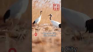 Rare birds flock in Hunchun in Chinas Jilin [upl. by Nnyladnarb]