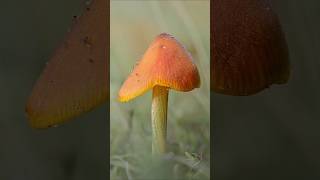 Waxcap Mushrooms 📸 [upl. by Emelita]