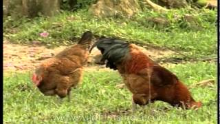 Chicken  A Domestic Fowl [upl. by Alled]