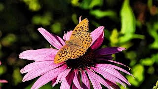 A Argynnis paphia  Echinacea  A young common blackbird [upl. by Zuzana236]