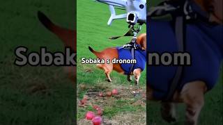 Sobaka s dronom song мем рекомендации memes [upl. by Annyrb]