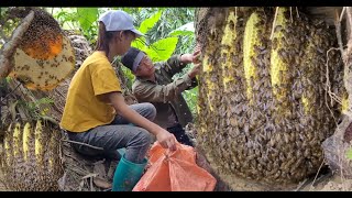 Spray video of the process of exploiting forest honey living with nature [upl. by Berlauda]