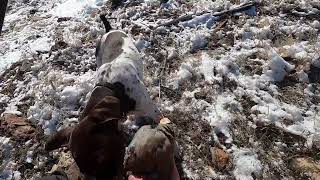 30 Minutes of Utah Chukar Hunting and Me Talking To Myself [upl. by Nemhauser804]