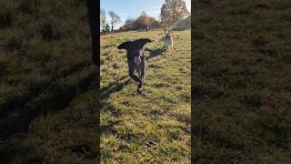 Walking dogs FUN  Labrador retrievers amp Cockerpoos [upl. by Harness499]