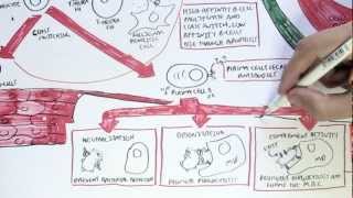 Immunology Map VI  Humoral Immunity [upl. by Esirehc559]