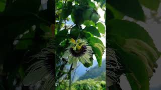 Passion Fruit Flowers 💚🌿 naturelovers gardening happiness [upl. by Noma]