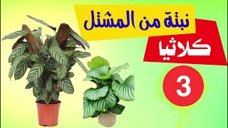 نبتة الكلاثيا Calathea رعاية و اصنافها و معلومات عن العناية بها [upl. by Nulubez]