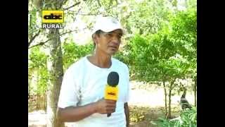 Cultivo de marula En este video el Dr P M Gibert presenta [upl. by Yorel942]