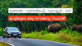 Bandipur National Park  Muthanga to Gundlupet via Gudalur  Enjoy the free wildlife safari [upl. by Nanaek562]