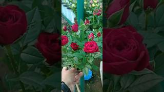 Rose plant rose farmingrose plant short ytshorts shortvideo [upl. by Royd]