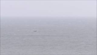 Humpback Whale Slapton Sands Devon Dave Foot [upl. by Selinda337]