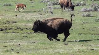 Yellowstone  Bison chasing off coyote [upl. by Enilorak]