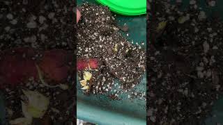 Time to pot Lily bulbs and bulblets lilium bulbs gardening propagation shortvideo shorts [upl. by Adnalor]