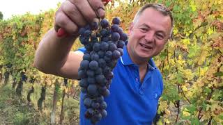 Harvesting Ciabot Bertons Roggieri in Barolo [upl. by Arne]