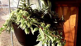 THE COLUMNEA HIRTA HOUSE PLANT [upl. by Currier]