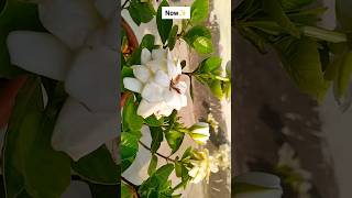 Gardenia PlantMonsoon Gardening shorts viral gardening [upl. by Hedva749]