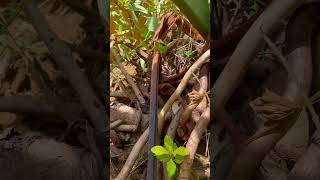 Sahod Yaman Selloum Plants from Cuttings plants philodendron gardening garden gardeningtips [upl. by Ttirb]