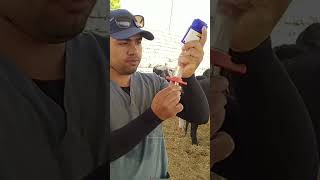 गाय को इंजेक्शन कैसे लगाते है  injecting Cow With a Gun shorts [upl. by Inahteb]