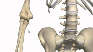 Elbow Joint  3D Anatomy Tutorial [upl. by Audy]